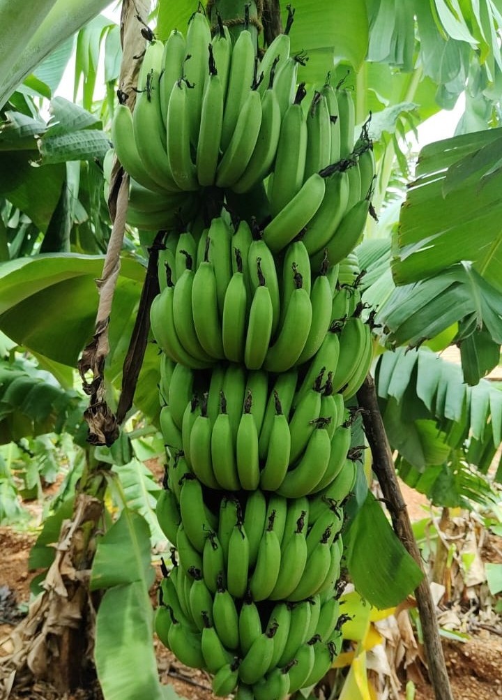 G9 Banana