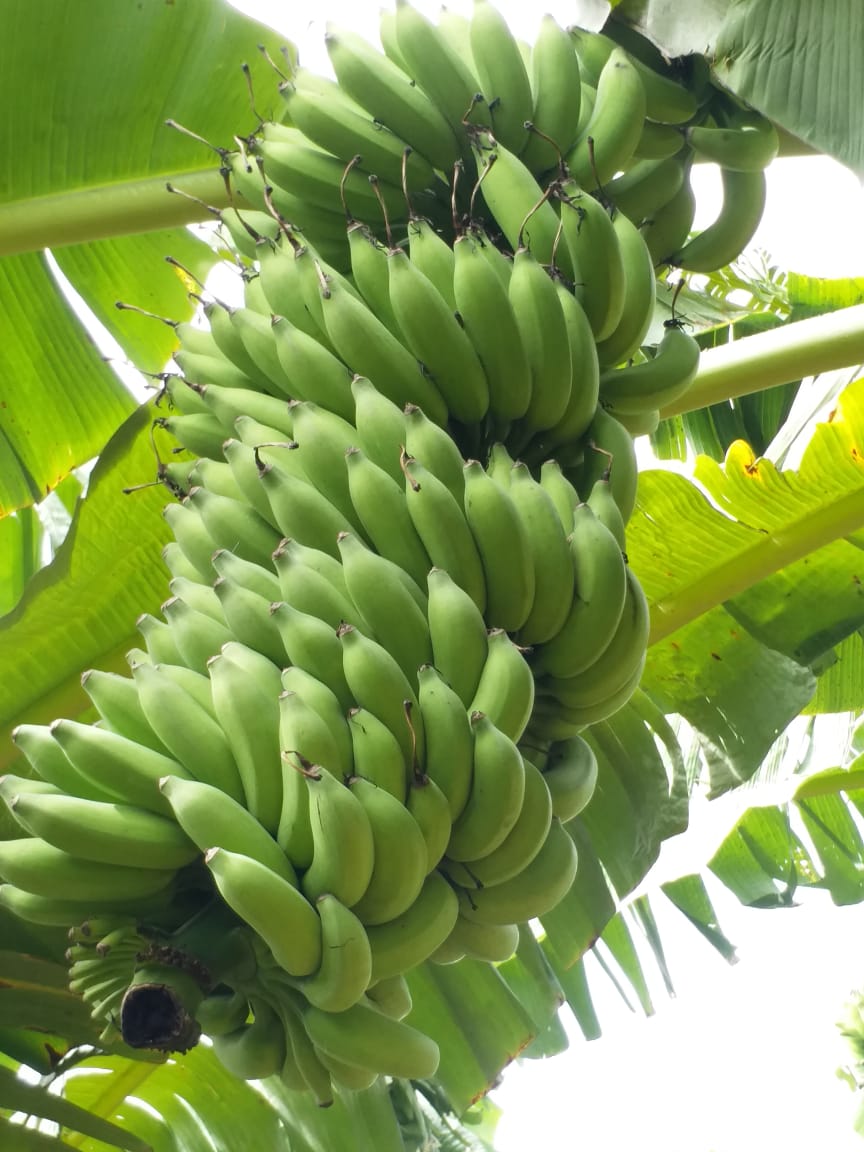 Yelakki Banana